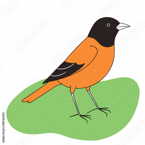 Baltimore Oriole bird vector art illustration