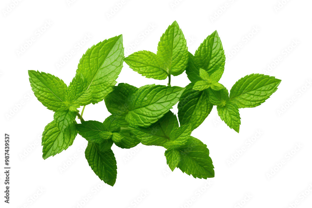 Mint leaves on a white background Showing bright green Mint leaves on a white background Showing bright green