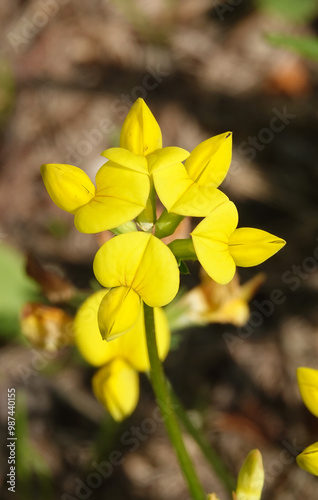 Flowers of the Ladvenets tenuis during flowering photo