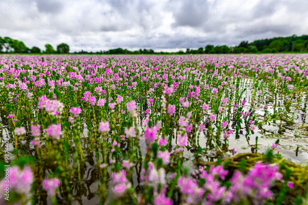 beautiful pink flowers full blooming above the water's surface with beautiful sky, and dark, blue clouds. (Myriophyllum aquaticum, Myriophyllum heterophyllum, twoleaf watermilfoil)