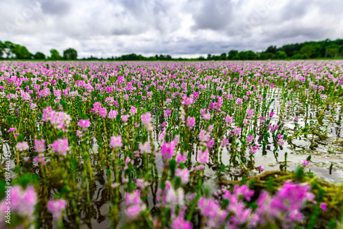 beautiful pink flowers full blooming above the water's surface with beautiful sky, and dark, blue clouds. (Myriophyllum aquaticum, Myriophyllum heterophyllum, twoleaf watermilfoil) photo