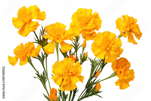 Marigold flowers painted with watercolors Showing the delicate petals