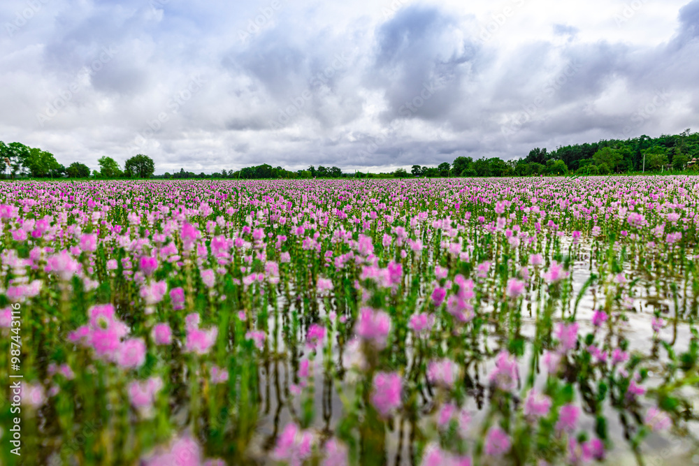 beautiful pink flowers full blooming above the water's surface with beautiful sky, and dark, blue clouds. (Myriophyllum aquaticum, Myriophyllum heterophyllum, twoleaf watermilfoil) beautiful pink flowers full blooming above the water's surface with beautiful sky, and dark, blue clouds. (Myriophyllum aquaticum, Myriophyllum heterophyllum, twoleaf watermilfoil)