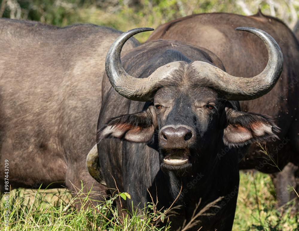 Portrait of one cape buffalo with curved horns and open mouth Portrait of one cape buffalo with curved horns and open mouth