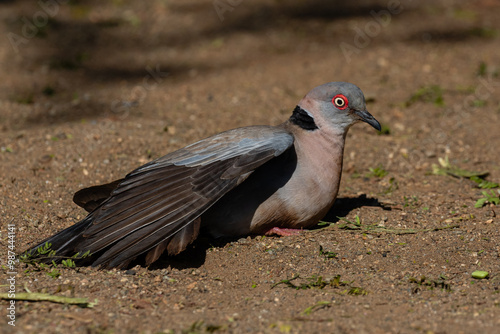 One African mourning dove basking in the sun with wing spread out photo