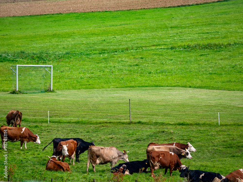 Kleine Kuhherde auf einer Weide photo