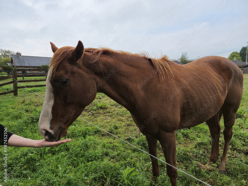 Horse at a farm close view background, cute horse head, feeding the horse Horse at a farm close view background, cute horse head, feeding the horse