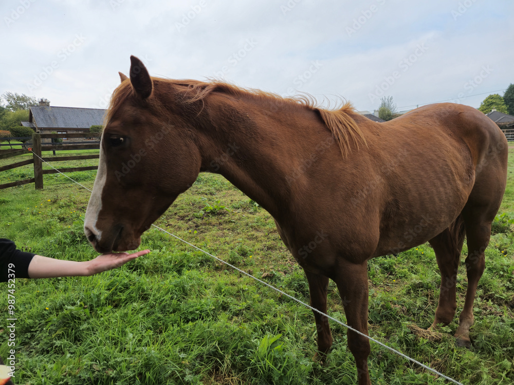 Horse at a farm close view background, cute horse head, feeding the horse Horse at a farm close view background, cute horse head, feeding the horse