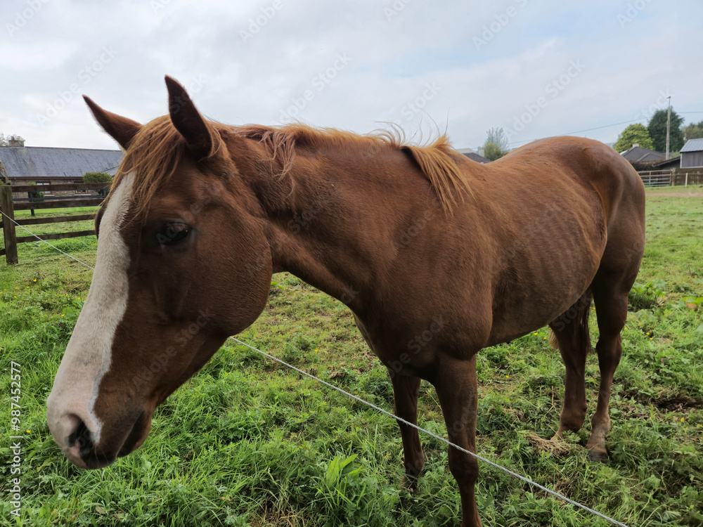 Horse at a farm close view background, cute horse head, feeding the horse Horse at a farm close view background, cute horse head, feeding the horse