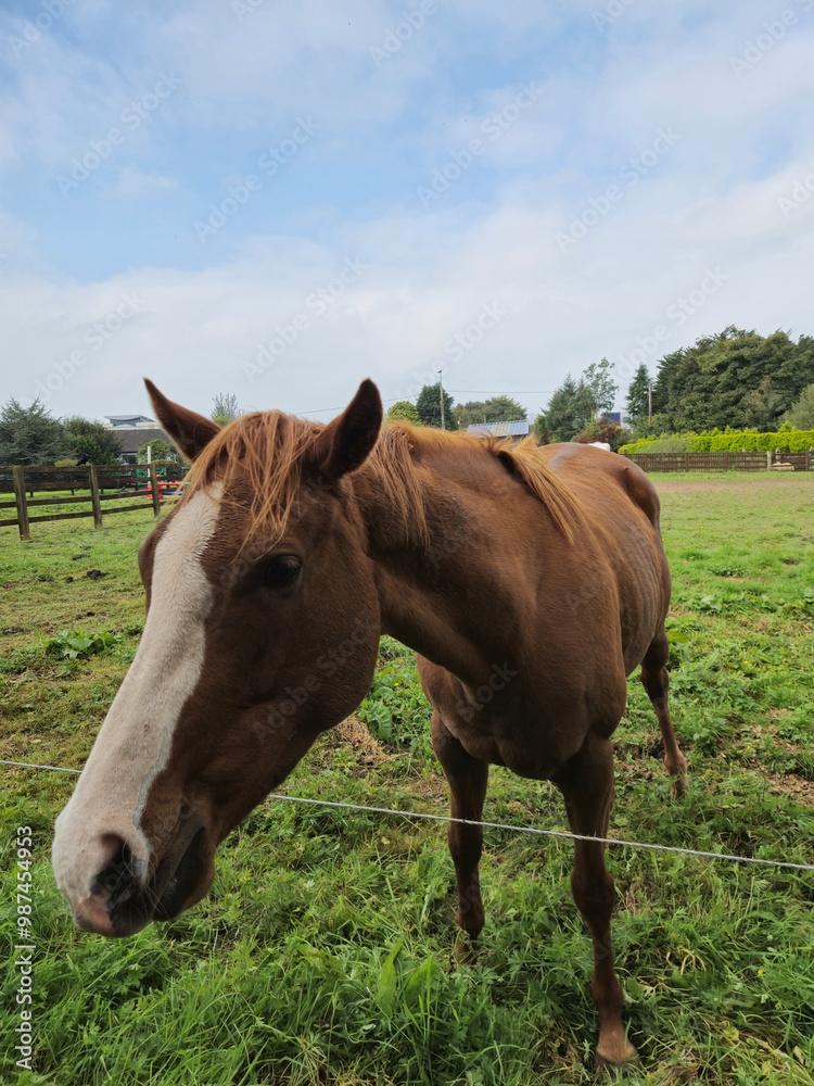 Horse at a farm close view background, cute horse head, feeding the horse Horse at a farm close view background, cute horse head, feeding the horse