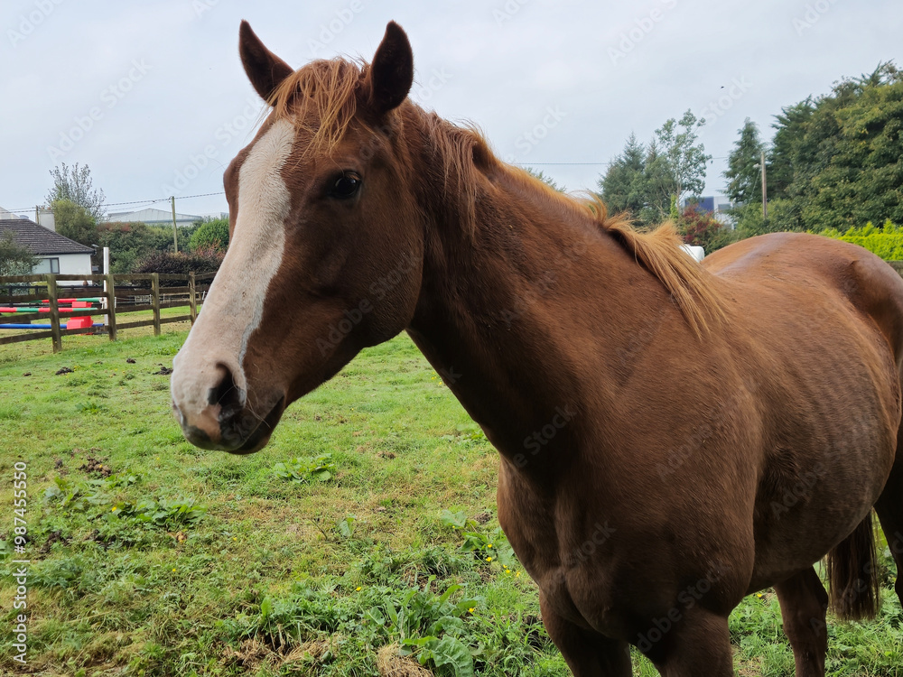 Horse at a farm close view background, cute horse head, feeding the horse Horse at a farm close view background, cute horse head, feeding the horse