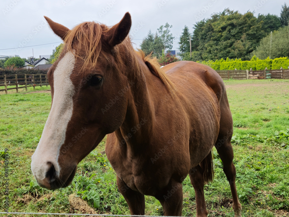 Fototapeta premium Horse at a farm close view background, cute horse head, feeding the horse