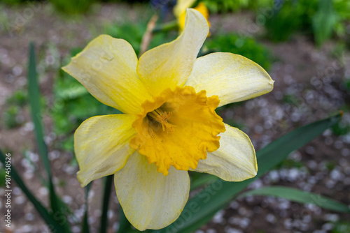 Beautiful colorful narcissus or Daffodil close up evening light. Narcissus is a genus of predominantly spring perennial plants of the amaryllis family, Amaryllidaceae. High quality photo.