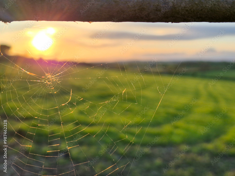 Spiderweb in the rays of sunset close view background Spiderweb in the rays of sunset close view background