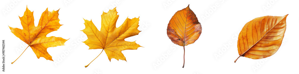 set of Autumn single leaf, autumn last leaf, autumn lonely leaf, autumn drooping leaf, autumn trailing leaf, autumn leaf in the wind, autumn scaly leaf, autumn memory lea, on a transparent backgrounds set of Autumn single leaf, autumn last leaf, autumn lonely leaf, autumn drooping leaf, autumn trailing leaf, autumn leaf in the wind, autumn scaly leaf, autumn memory lea, on a transparent backgrounds