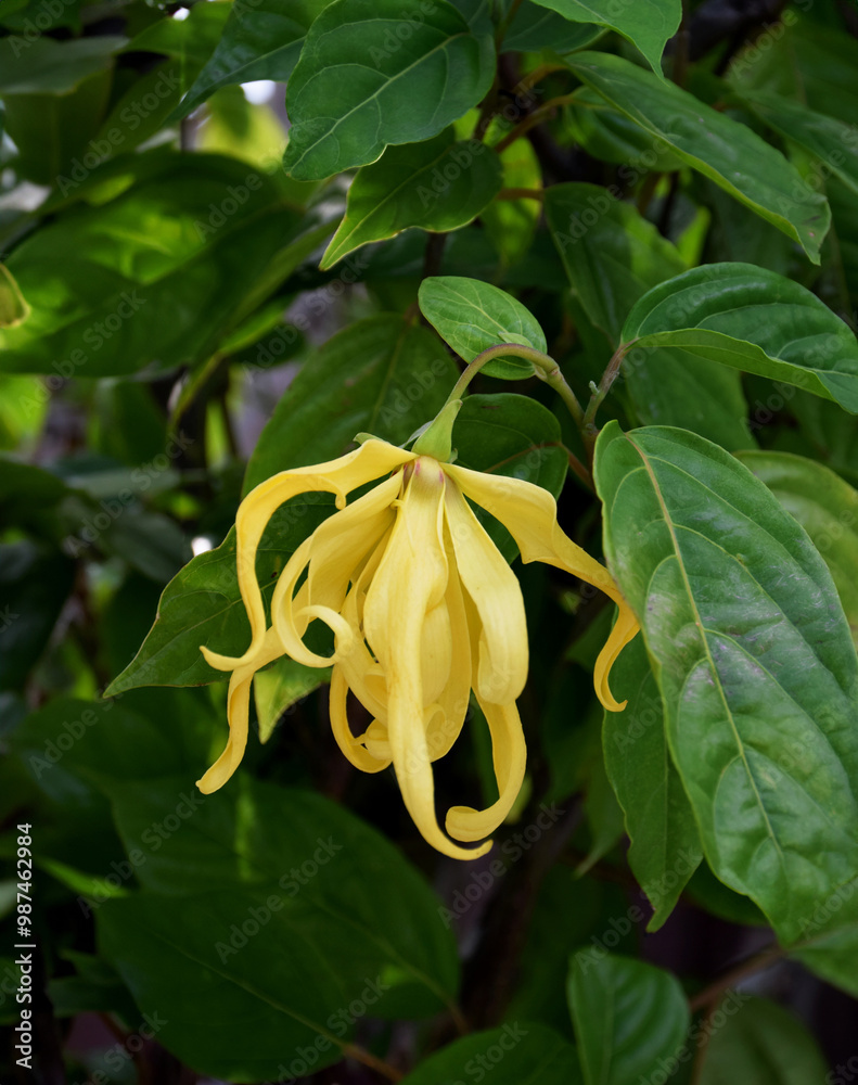 Obraz premium Ylang-Ylang flowers on a tree, Cananga odorata (Lamk.), also known as the perfume tree.