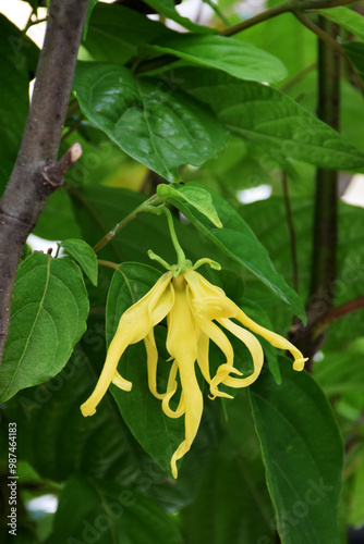 Ylang-Ylang flowers on a tree, Cananga odorata (Lamk.), also known as the perfume tree. photo