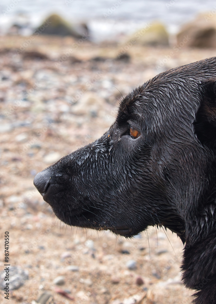 Side of black labrador retriver head covered in water on a beach at the Baltic Sea on a spring day. Side of black labrador retriver head covered in water on a beach at the Baltic Sea on a spring day.