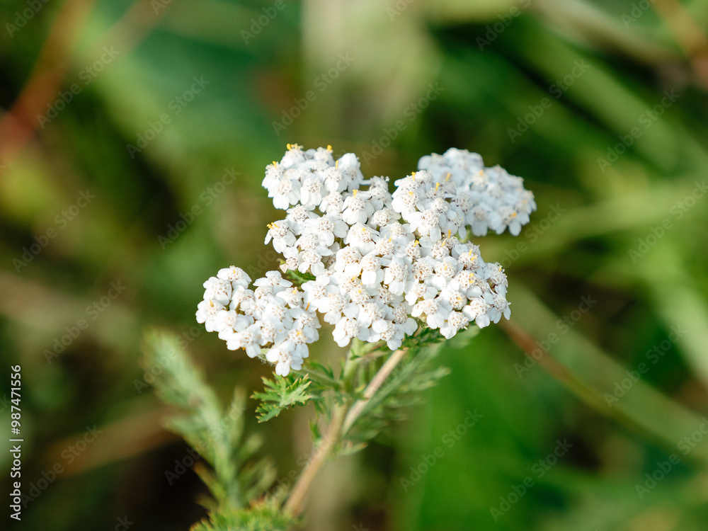 Milfoil flower of white color in the summer field. Achillea millefolium Milfoil flower of white color in the summer field. Achillea millefolium