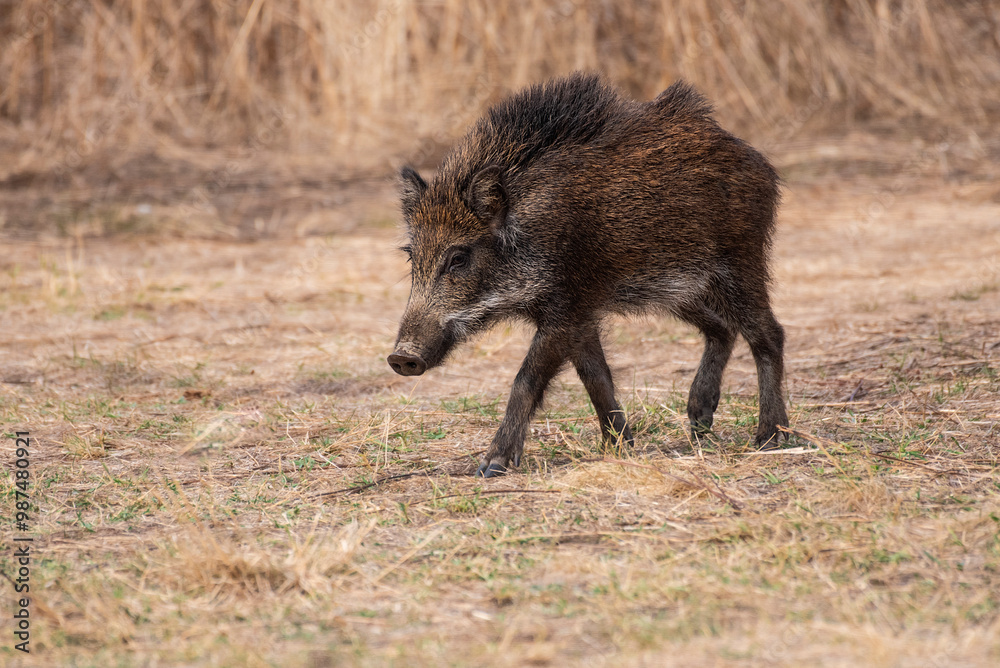 Wild boar walking through the Iberian pasture in summer Wild boar walking through the Iberian pasture in summer