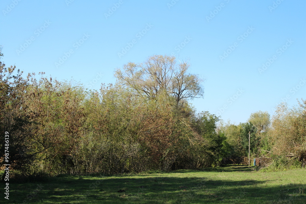 A grassy area with trees in the background A grassy area with trees in the background