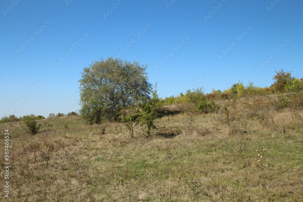 A grassy area with trees in the background A grassy area with trees in the background