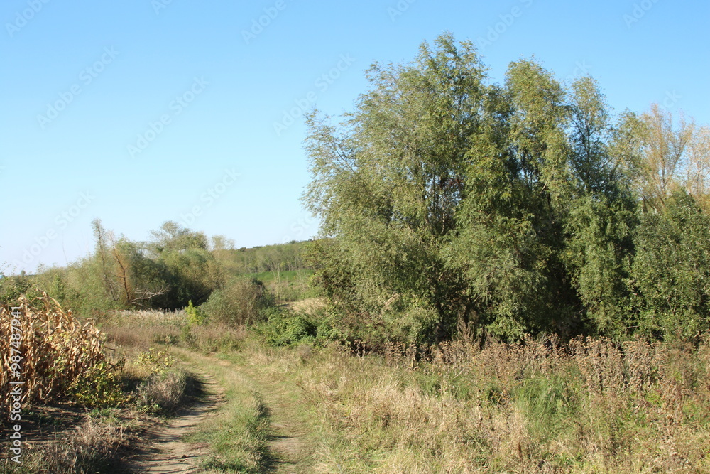 A dirt path through a grassy area A dirt path through a grassy area