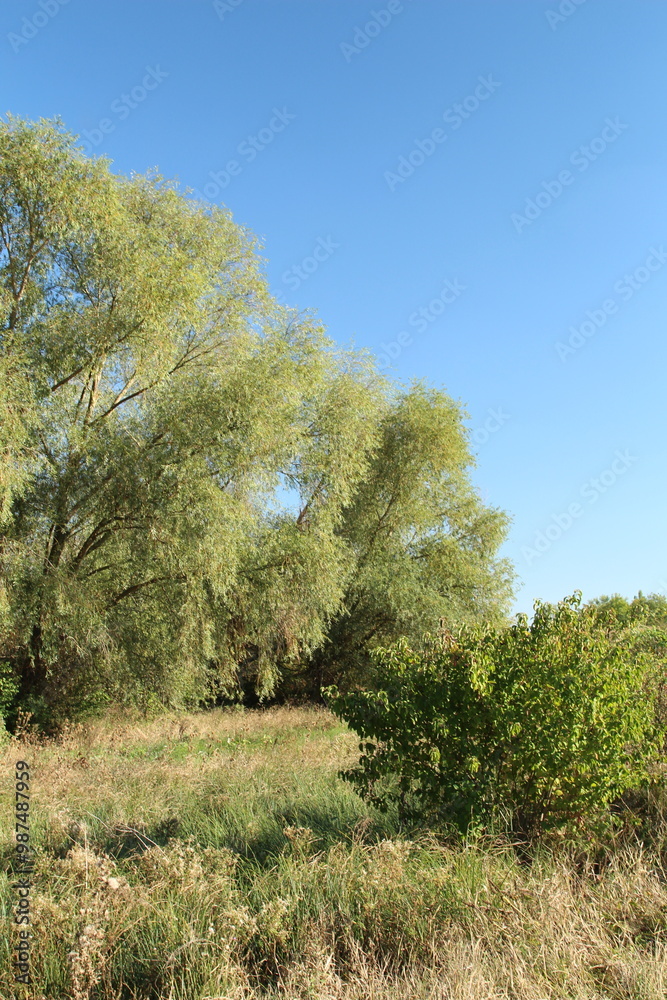 A grassy area with trees and blue sky A grassy area with trees and blue sky