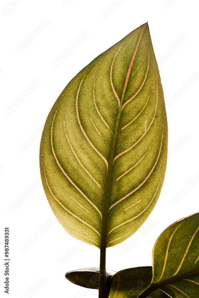 Obraz premium Close-up silhouette of Aglaonema rotundum tiger leaves in the garden against to afternoon sunlight on white background