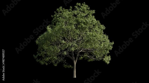 european ash tree breeze isolated, seamless loop animation background