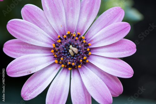 Close up of an African daisy