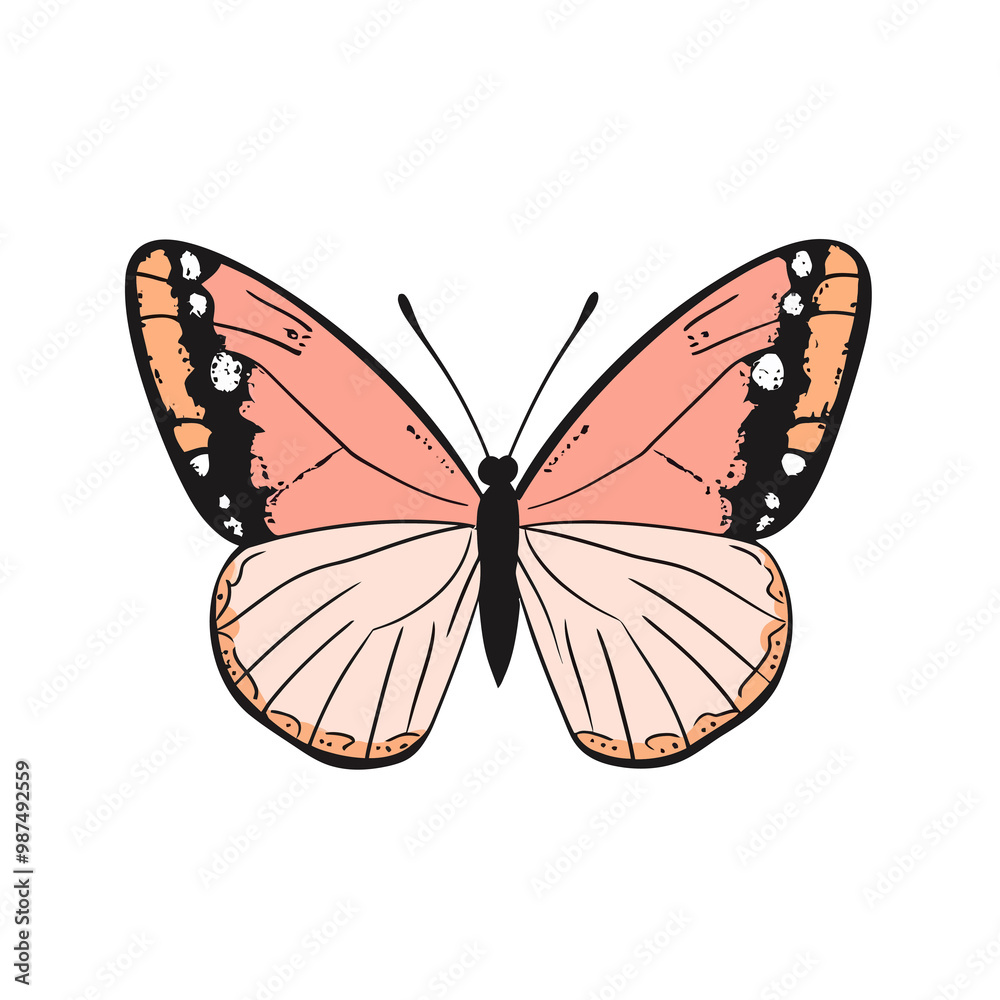 vector Butterfly vector Butterfly