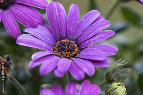 Close up of an African daisy