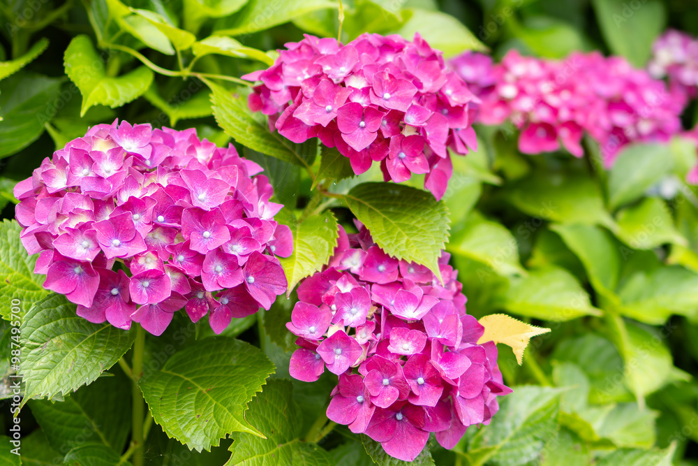 Obraz premium 雨に濡れたピンクの紫陽花