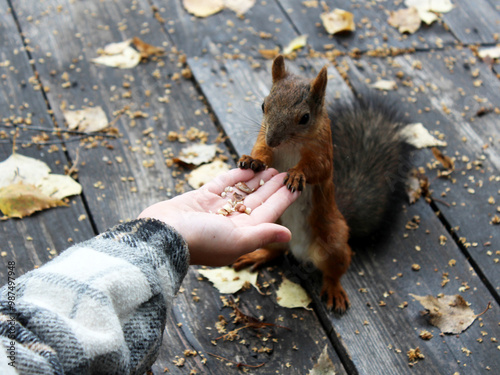 Brown fluffy squirrel in the park