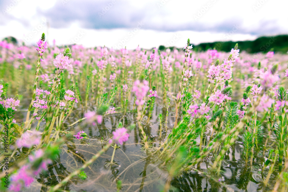 This aquatic plant grows and blooms pink flowers in the rainy season in Myanmar. For the Burmese people, it is used in clear soups and has a sour and delicious taste. (Myriophyllum aquaticum) This aquatic plant grows and blooms pink flowers in the rainy season in Myanmar. For the Burmese people, it is used in clear soups and has a sour and delicious taste. (Myriophyllum aquaticum)