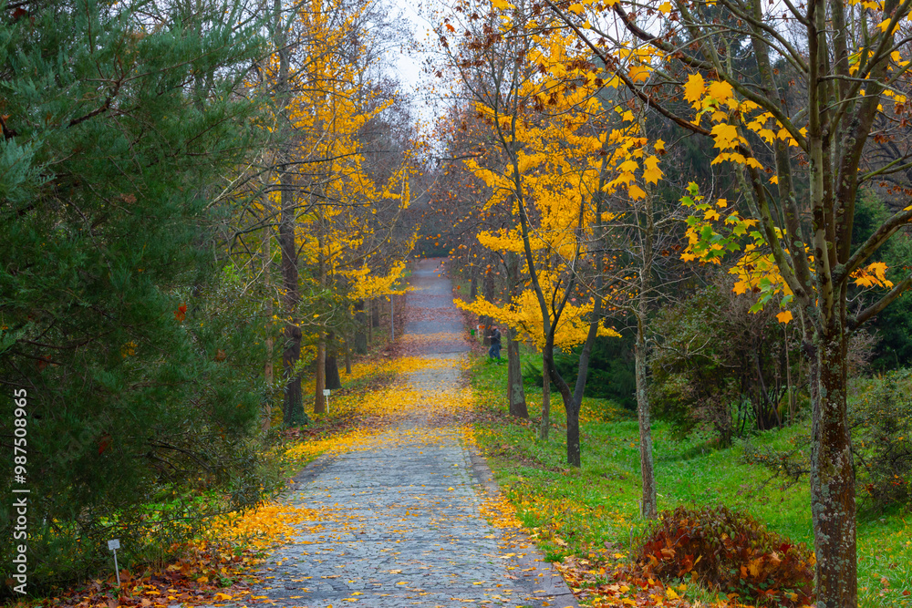 Atatürk Arboretum is a large green area where trees and woody plants are exhibited, located on the Kemerburgaz-Bahçeköy road in the Sarıyer district of Istanbul. Atatürk Arboretum is a large green area where trees and woody plants are exhibited, located on the Kemerburgaz-Bahçeköy road in the Sarıyer district of Istanbul.