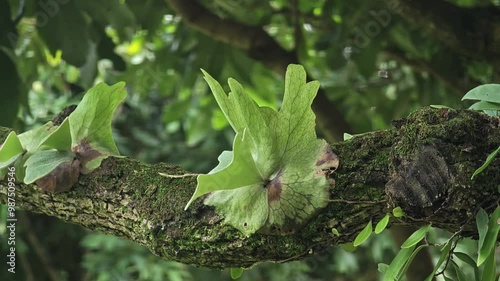 Platycerium fern photo