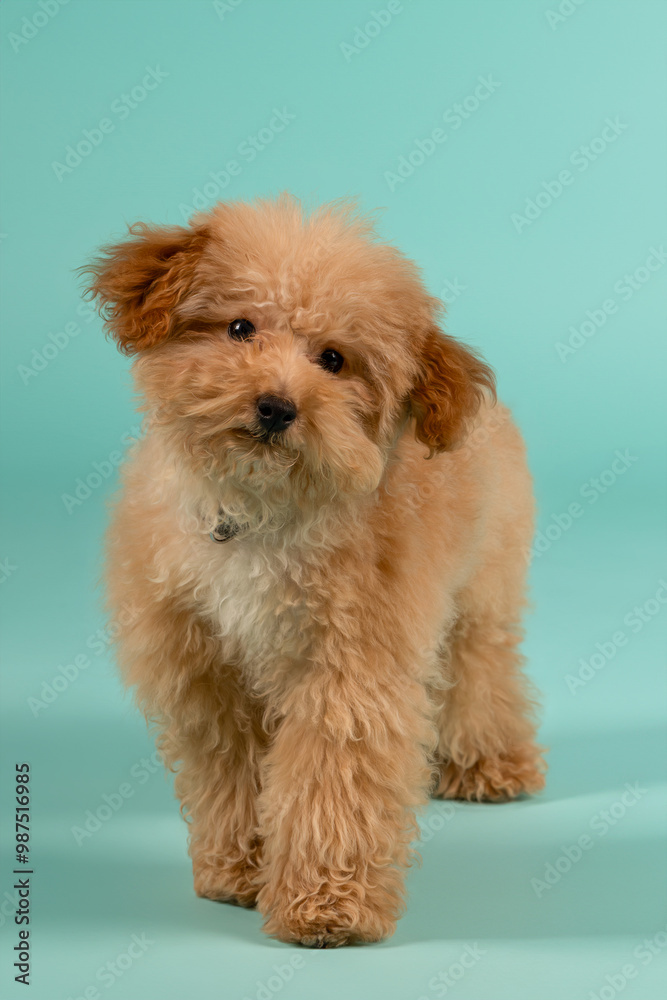 Puppy brown Poodle dog with curly hair, full body view, looking at the camera. Walking against a turquoise studio background, portrait, action shot. Puppy brown Poodle dog with curly hair, full body view, looking at the camera. Walking against a turquoise studio background, portrait, action shot.