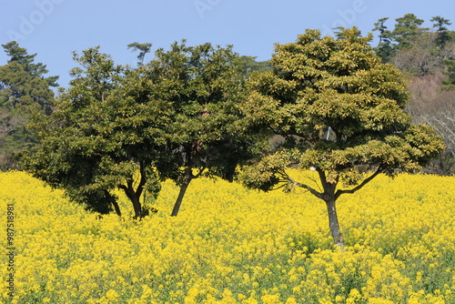 菜の花畑