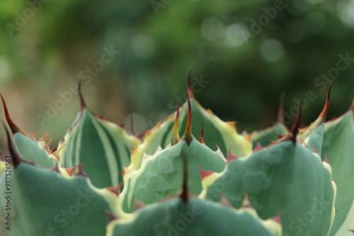 cactus thorns close up