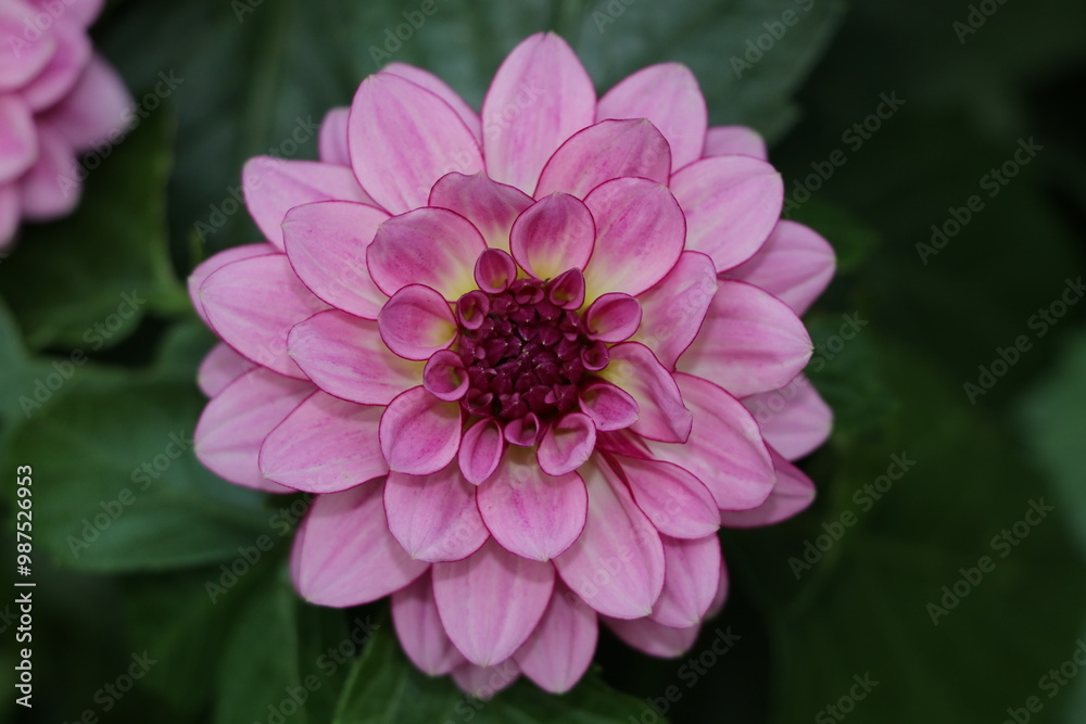 Obraz premium Flower Closeup