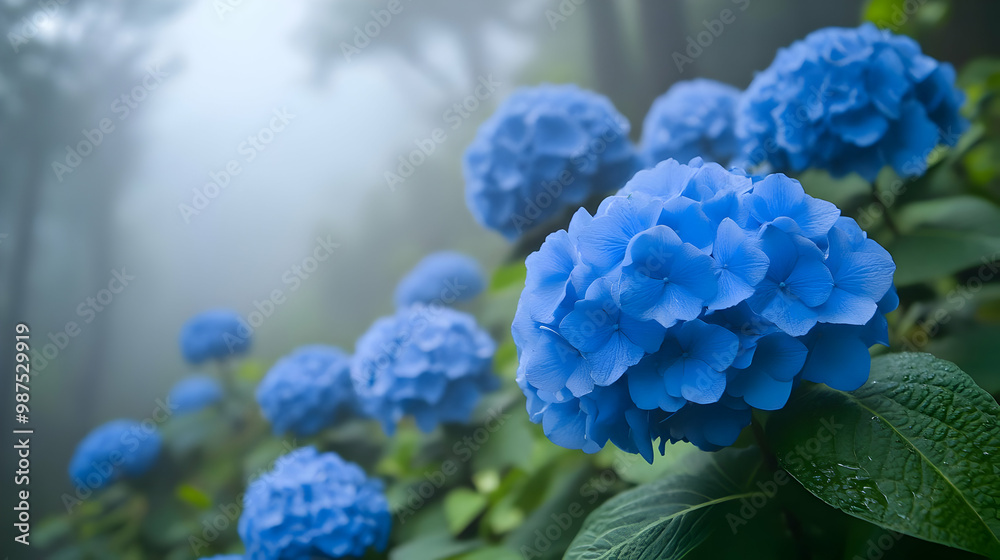 Beautiful blue hydrangeas bloom amidst a foggy forest, creating a serene and tranquil atmosphere. Beautiful blue hydrangeas bloom amidst a foggy forest, creating a serene and tranquil atmosphere.