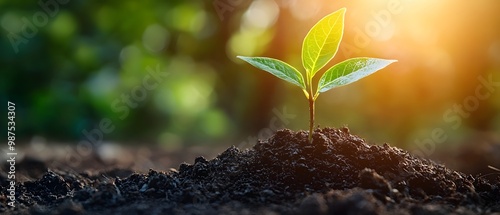 A close up view of a young green plant sprout or seedling emerging from the rich dark soil symbolizing growth new life and the start of a new cycle in the natural world