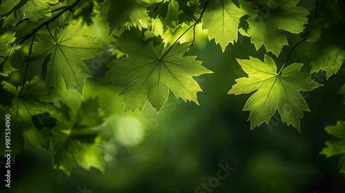 Close-up of Vibrant Green Maple Leaves Illuminated by Sunlight