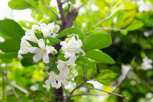 Image of a group of jasmine flowers, spring morning. The sunlight filtering through the foliage adds warmth and positivity. photo