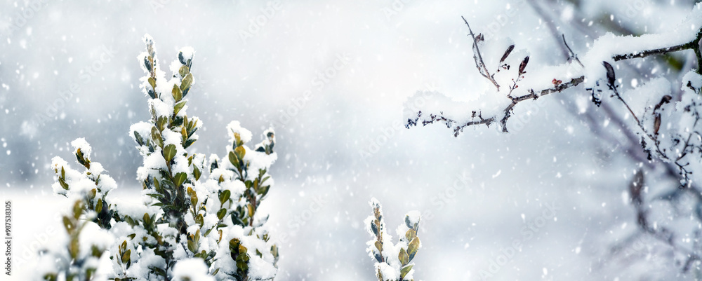 snowfall in the garden snow covers boxwood bushes and plants around snowfall in the garden snow covers boxwood bushes and plants around