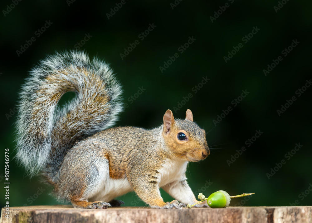 Portrait of a grey squirrel standing on a tree stump with acorn in autumn Portrait of a grey squirrel standing on a tree stump with acorn in autumn
