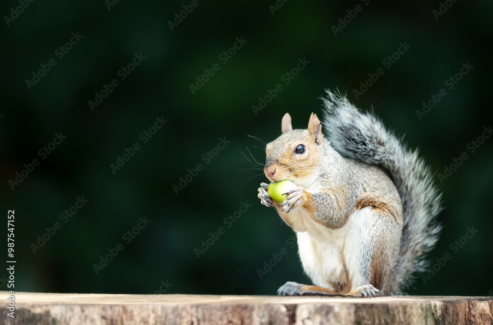 Portrait of a grey squirrel eating acorn on a tree stump in autumn Portrait of a grey squirrel eating acorn on a tree stump in autumn