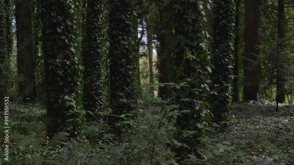 Video about the vegetation in the tourist town of Sintra, Portugal Video about the vegetation in the tourist town of Sintra, Portugal